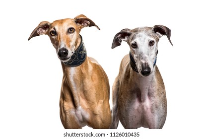 are spanish greyhound hypoallergenic