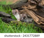 Close-up of Two Stoats. One in Partial Ermine