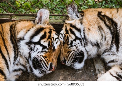 Close-up Two Tiger Sleeping