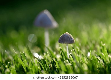 Close-up of two tiny white mushrooms growing in lush green grass with sunlight on summer morning
