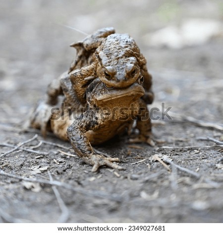 Closeup of two toads mating on the path