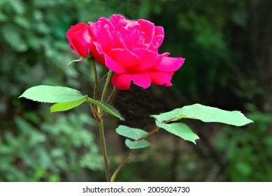 Rosey the rose