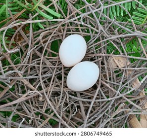 Close-up of two white bird eggs in a natural twig nest surrounded by lush green foliage. A serene wildlife scene representing new life, nesting behavior, reproduction, and the beauty of an undisturbed natural habitat.