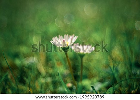 Similar – Daisy meadow daisy Meadow