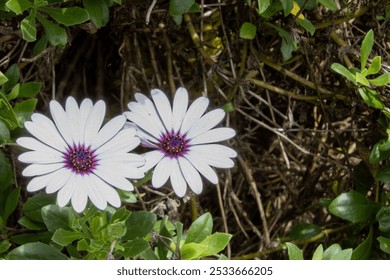 A close-up of two white daisies with purple centers in a garden setting with green leaves - Powered by Shutterstock