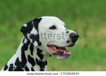 A closeup of a two year old dalmation