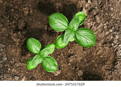 Close-up of two young fresh basil plants in the ground. Ocimum basilicum in the garden. - Powered by Shutterstock