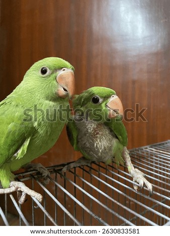 Close-up of two young green parrots—one vibrant and full-feathered, the other with missing feathers from a recent scuffle, showing raw, real moments of parrot behavior and bonding.