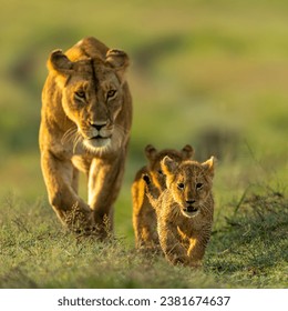 A closeup of two young lion cubs walking on a green meadow