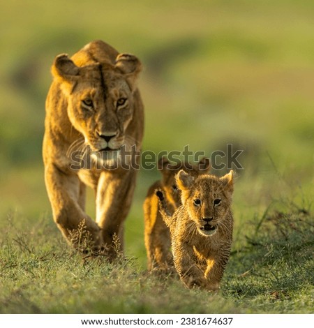A closeup of two young lion cubs walking on a green meadow