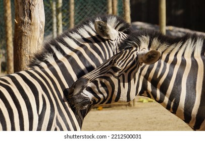 Close-up Of Two Zebras Cuddling Zebra Heads
