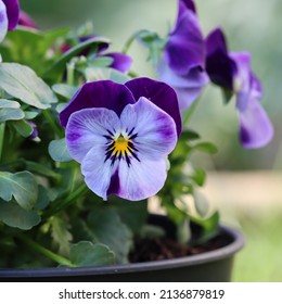 close-up of a two-toned blue viola cornuta in a flowerpot, blurred background