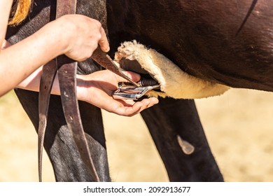 Close-up Of Tying A Cinch Of A Western Saddle