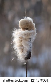 Closeup of Typha latifolia (broadleaf cattail, bulrush, common bulrush, common cattail, cat-o’-nine-tails, great reedmace, cooper’s reed, cumbungi) fluffy flower spike at the end of the winter season