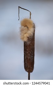 Closeup of Typha latifolia (broadleaf cattail, bulrush, common bulrush, common cattail, cat-o’-nine-tails, great reedmace, cooper’s reed, cumbungi) fluffy flower spike at the end of the winter season