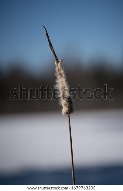 Typhaの接写 ラテン語 Typha Latifolia 明るい青の空の背景に 枯れた尾 エストニアの冬の風景にそびえ立つ単一の植物 雪と氷で覆われた凍った湖 の写真素材 今すぐ編集