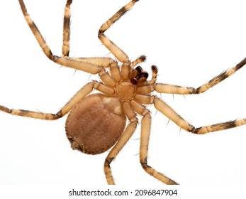 Close-up Of The Underside Of A Flattie Spider (Selenops Rediatus) Showing The Morphology Characteristic Of True Spiders. Isolated