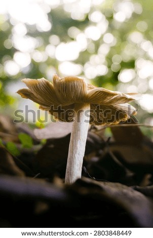 Close-up underside view of a wild mushroom showing detailed gills on a tropical forest floor, highlighting fungal morphology, mycology, and rainforest biodiversity.