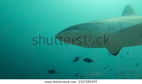 Close-up underwater picture of wild grey\
reef shark with sunlight and blue green water during scuba diving,\
Rasdhoo, Alif Alif Atoll, Indian Ocean,\
Maldives.