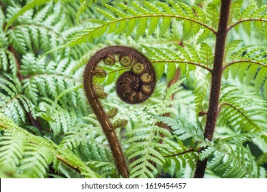 closeup of unfolding New Zealand koru frond with blurred background and copy space