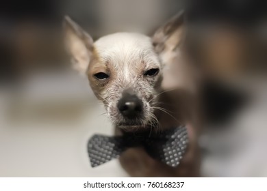 Closeup Of An Unhappy, Bare Chinese Crested Dog. Abandoned, Rejected Groom. 2018 Is Year Of The Dog In Lunar Zodiac Calendar.