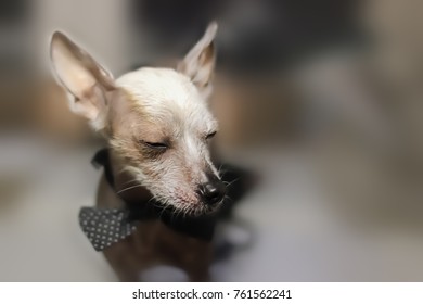 Closeup Of An Unhappy, Bare Chinese Crested Dog. Abandoned, Rejected Groom. 2018 Is Year Of The Dog In Lunar Zodiac Calendar.