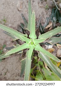 A close-up of the unique Devil's Backbone plant (Euphorbia tithymaloides,Pedilanthus tithymaloides), also known as Mexican Hat Plant. Shows its distinctive zig-zag stems and leaves, a popular succulen