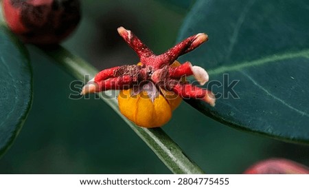 Close-up of a unique star-shaped orange fruit or flower bud with red appendages on a green leafy branch.