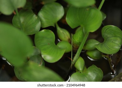 Close-up Of Unknown Water Plants 