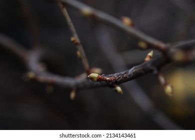 Closeup of unopened small green bud growing on apple tree twig on dark blurred background. Nature beauty. Beginning of amazing blooming season. Time for nature lovers to take care of plants.