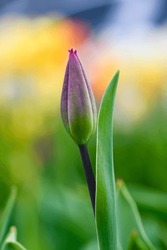 Close-up Of An Unopened Tulip Bud Against A Background Of Grass. Top View.