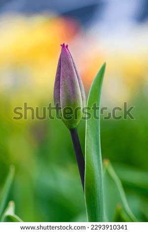 Close-up of an unopened tulip bud against a background of grass. Top view.