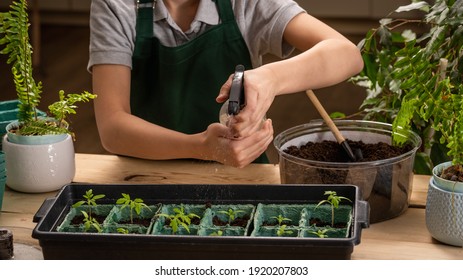 Close-up of an unrecognizable child planting seedlings at home. The child sprays the seedlings from the spray gun. Transplanting and caring for seedlings. Seedling feeding
