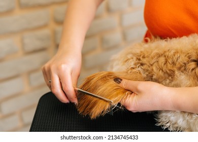 Close-up Of Unrecognizable Female Groomer Brushing Hair On Foot Of Curly Labradoodle Dog Hair With Comb After Bathing At Grooming Salon. Woman Pet Hairdresser Doing Hairstyle In Veterinary Spa Clinic.