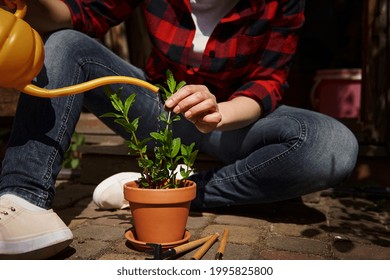 Close-up Of Unrecognizable Gardener Watering Potted Mint Plant In Clay Pot. Outdoor Leisure Activities, Gardening And Hobbies Concepts