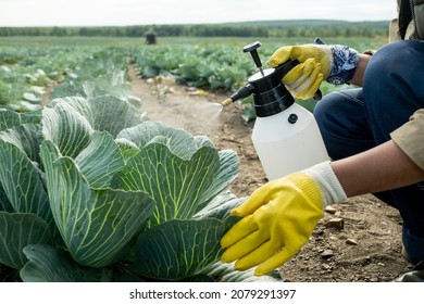 Close-up of unrecognizable grower in rubber gloves spraying cabbage leaves to protect it from pests - Powered by Shutterstock