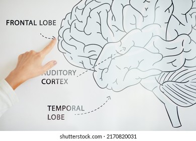 Close-up of unrecognizable medical scientist studying human brain and pointing at frontal lobe on scheme - Shutterstock ID 2170820031