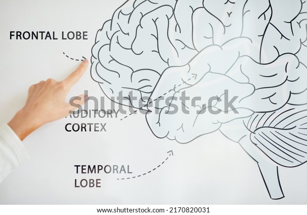 Close-up of\
unrecognizable medical scientist studying human brain and pointing\
at frontal lobe on\
scheme