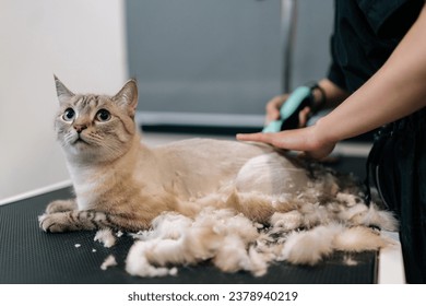 Closeup of unrecognizable pet hairdresser shaving domestic cat hair from hair trimmer at pet salon. Lovely cat getting new haircut in professional grooming salon, getting professional service. - Powered by Shutterstock