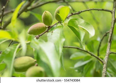 Close-up of Unripe almonds on almond tree