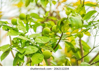 Closeup Of Unripe Blood Orange Growing On Tree