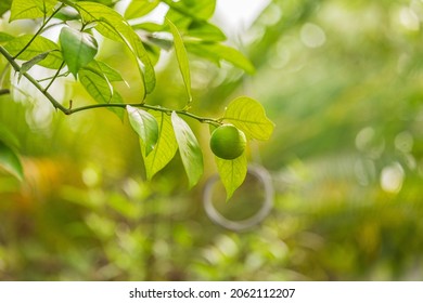 Closeup Of Unripe Blood Orange Growing On Tree