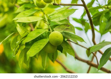 Closeup Of Unripe Blood Orange Growing On Tree