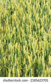 Closeup Of Unripe Common Wheat On A Field