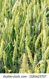 Closeup Of Unripe Common Wheat On A Field