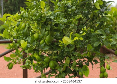 Close-up of unripe green lemons growing on the tree in a Tuscan hotel garden, highlighting the vibrant colors and serene atmosphere of the Mediterranean landscape.  - Powered by Shutterstock