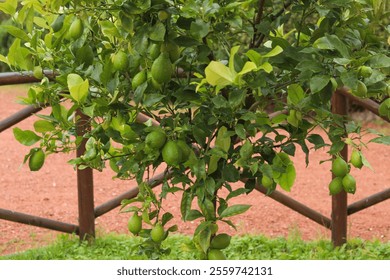 Close-up of unripe green lemons growing on the tree in a Tuscan hotel garden, highlighting the vibrant colors and serene atmosphere of the Mediterranean landscape.  - Powered by Shutterstock