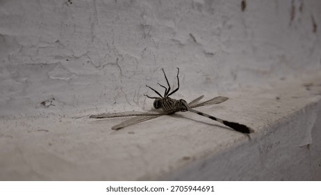 Close-up of a upside down dragonfly with translucent, veined wings and a black and yellow striped body, resting on a textured white wall