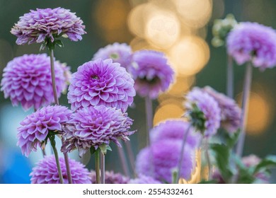 A close-up, upward perspective image of vibrant purple dahlia flowers in a garden setting, showcasing multiple layers of petals and bokeh effects from soft lighting - Powered by Shutterstock