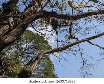 A close-up upward view of large interwoven tree branches reaching into the sky, offering a dynamic perspective of nature’s towering presence. - Powered by Shutterstock - Get 15% off with code: PIKWIZARD15
